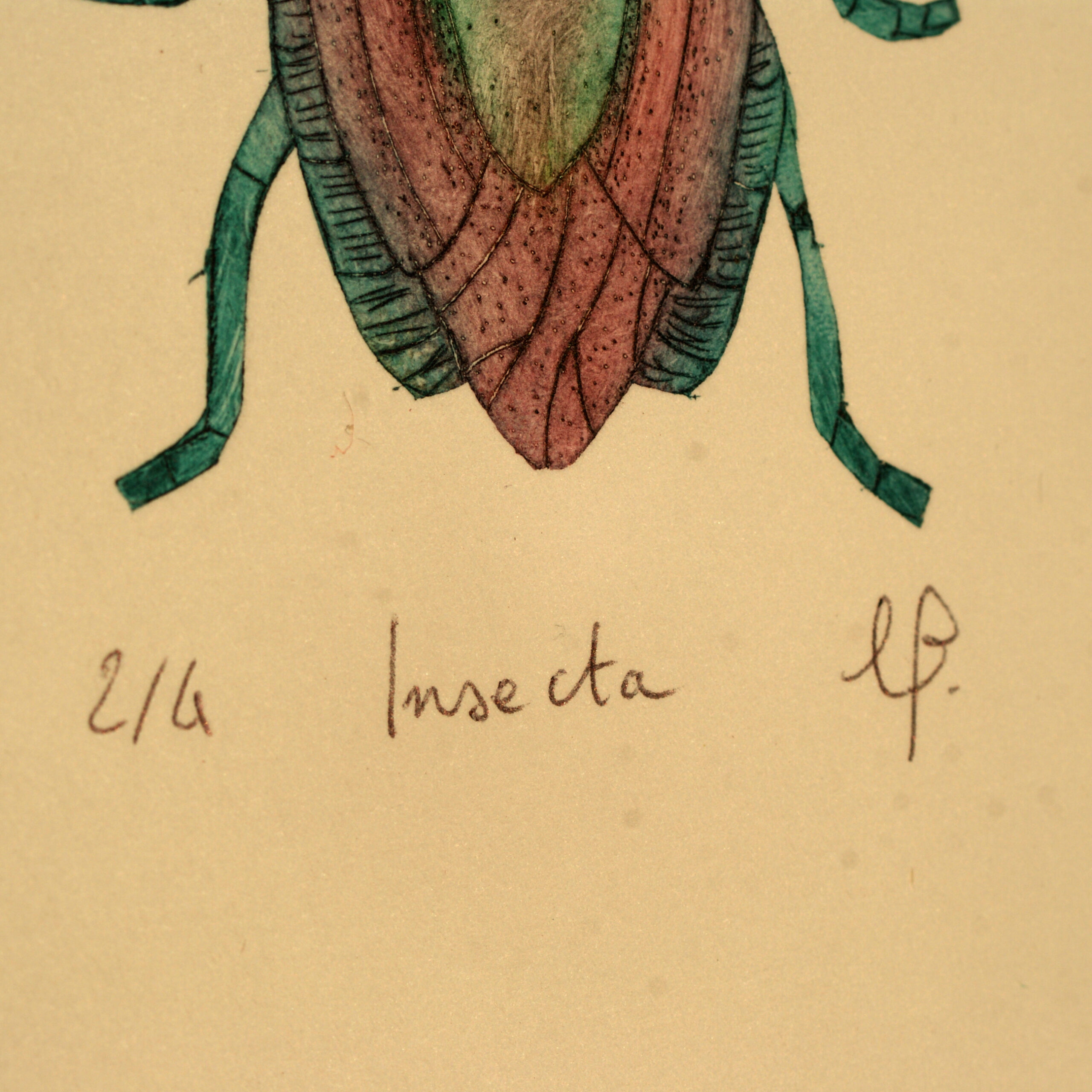 Insecta- Gravure tetrapak Insecta- Gravure tetrapak