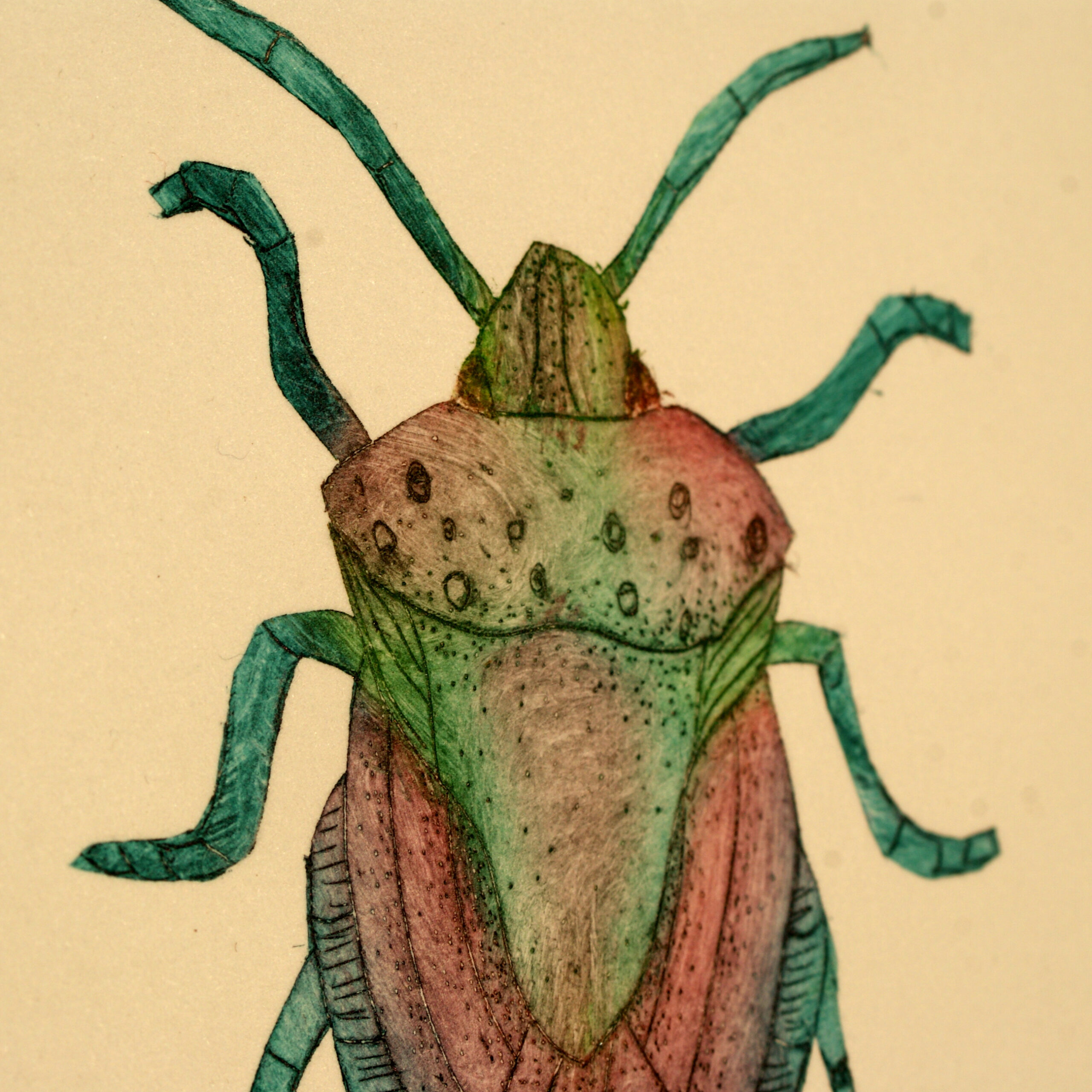 Insecta- Gravure tetrapak